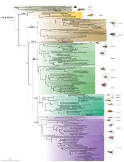 Phylogeny of crickets © MNHN