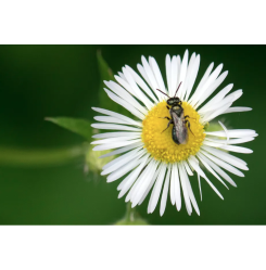 Les hyménoptères figurent parmi les catégories d’insectes les plus touchées par les pesticides