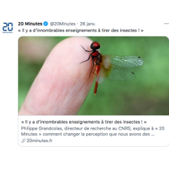 Il y a d’innombrables enseignements à tirer des insectes !
