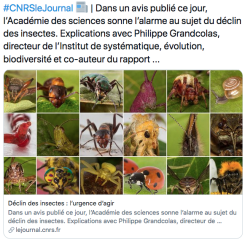 Un avis de  l’Académie des sciences sonne l’alarme au sujet du déclin des insectes.