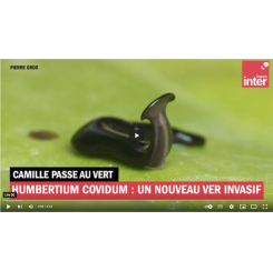 Humbertium covidum : ce petit ver pourrait être la nouvelle terreur de nos jardins