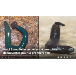 Deux nouvelles espèces de vers plats ont été découvertes !