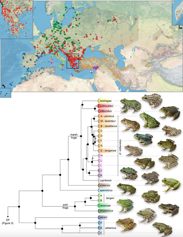 Dufresnes C. et al. Global change Biology 2024