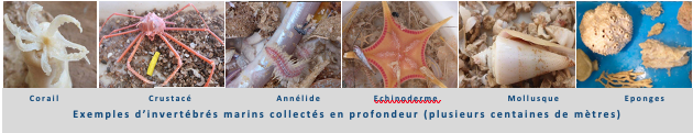 KANAMECO BANDEAU INVERTEBRES MARINS DES PROFONDEURS