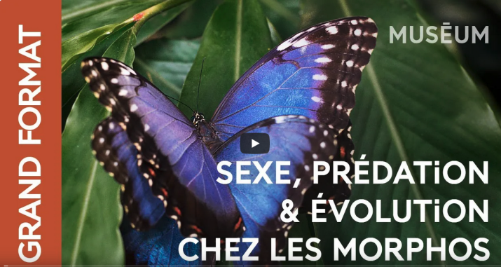 documentaire video papillons morpho - Llaurens et debat mission amazonie