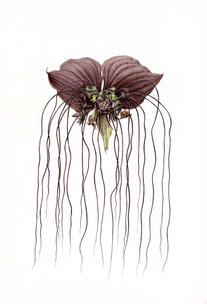 Tacca chantrieri_Agathe_Haevermans