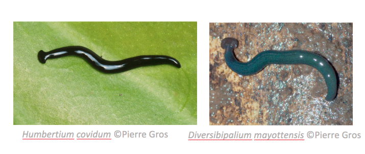 Vers plats terrestres 