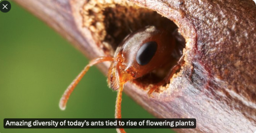  Flowering plants created new habitats for ants and their prey, enabling ants to evolve into many species, such as this Pseudomyrmex spinicola worker ant in an acacia tree nest. ©Alexander L. Wild 