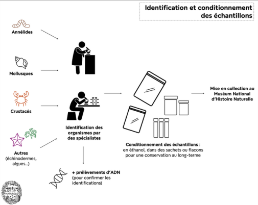 KANAMECO -échantillons étape 3 ; DNA BARCODING ; Conditionnement  22 mars Echantillons : étape 3, le DNA barcoding et le conditionnement 