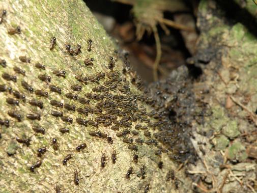 Nasutitermitinae, Soldiers and workers in Singapore © MNHN