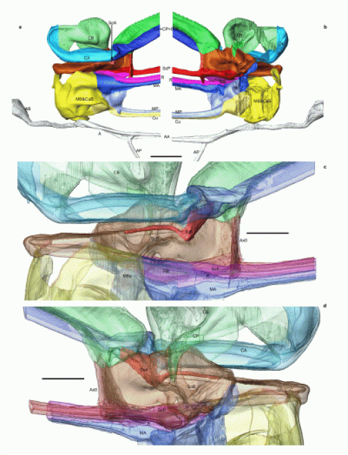 reconstitution 3D des nervures de la base de l’aile d’Aeshna isoceles In Jacquelin et al. 2018