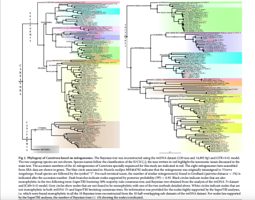 Fig 2. Phylogeny of Carnivora based on mitogenomes.