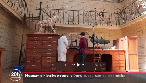 L'orque de la Seine rejoint les collections du MNHN