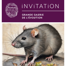 Rat en ville - 1er journée scientifique internationale 2025