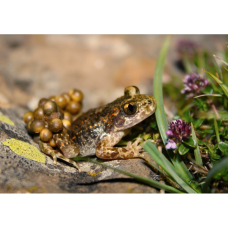 article PlosOne Crapauds accoucheurs