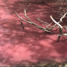 Eau rose survenue dans la mangrove de Taupinière au Diamant (Martinique)
