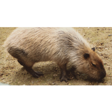 Un capybara au zoo de Rome (Italie) (art. The conversation)