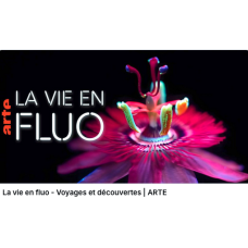 documentaire - La vie en fluo
