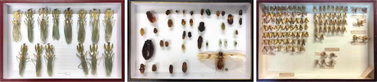 Planche collections