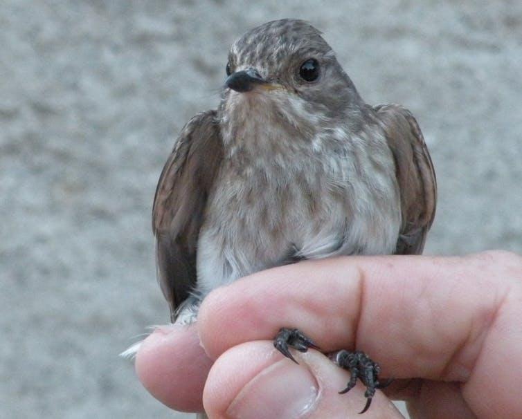 Et voici Muscicapa tyrrhenica ! © Jean-Marc Pons